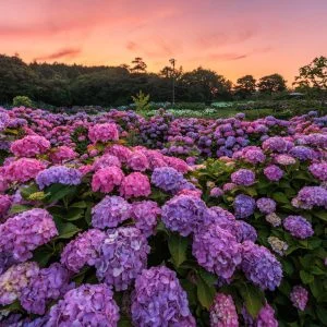 無料壁紙 紫陽花と夕焼けのハーモニー。PCとデスクトップ壁紙に最適な4K高画質の無料壁紙。三重県津市のかざはやの里で撮影したフリー写真素材