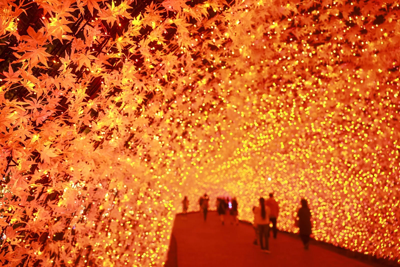 無料壁紙 光のトンネル〜紅葉〜。PCとデスクトップ壁紙に最適な4K高画質の無料壁紙。三重県桑名市のなばなの里で撮影したフリー写真素材