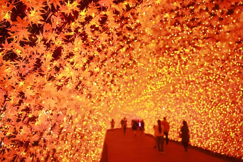 無料壁紙 光のトンネル〜紅葉〜。PCとデスクトップ壁紙に最適な4K高画質の無料壁紙。三重県桑名市のなばなの里で撮影したフリー写真素材