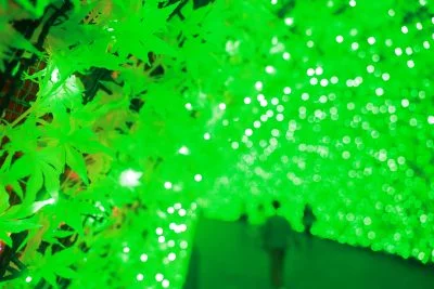 無料壁紙 光のトンネル〜青葉〜。PCとデスクトップ壁紙に最適な4K高画質の無料壁紙。三重県桑名市のなばなの里で撮影したフリー写真素材