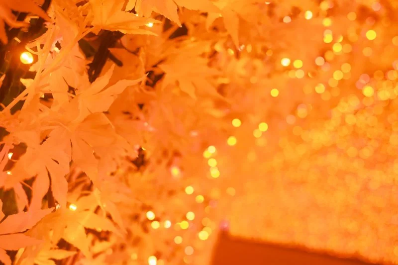無料壁紙 光のトンネル〜色づく紅葉〜。PCとデスクトップ壁紙に最適な4K高画質の無料壁紙。三重県桑名市のなばなの里で撮影したフリー写真素材