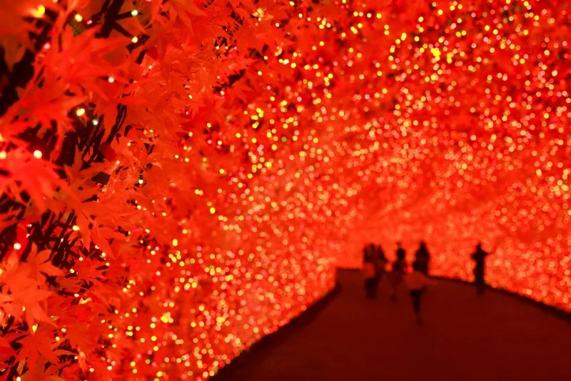 無料壁紙 光のトンネル〜真っ赤な紅葉〜。PCとデスクトップ壁紙に最適な4K高画質の無料壁紙。三重県桑名市のなばなの里で撮影したフリー写真素材