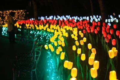 無料壁紙 チューリップのイルミネーションを鑑賞する人。PCとデスクトップ壁紙に最適な4K高画質の無料壁紙。三重県桑名市のなばなの里で撮影したフリー写真素材