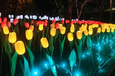 無料壁紙 チューリップのイルミネーション。PCとデスクトップ壁紙に最適な4K高画質の無料壁紙。三重県桑名市のなばなの里で撮影したフリー写真素材