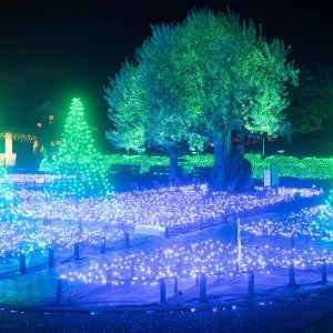 無料壁紙 樹齢1000年オリーブ大樹のライトアップ。PCとデスクトップ壁紙に最適な4K高画質の無料壁紙。三重県桑名市のなばなの里で撮影したフリー写真素材