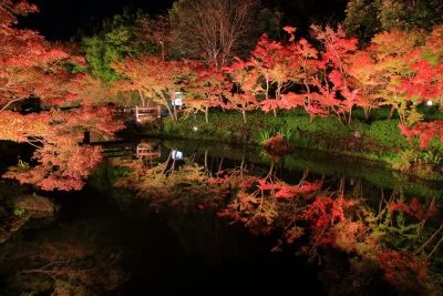 無料壁紙 紅葉ライトアップ。PCとデスクトップ壁紙に最適な4K高画質の無料壁紙。三重県桑名市のなばなの里で撮影したフリー写真素材