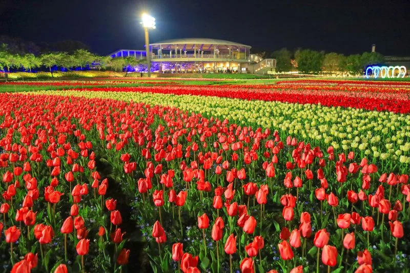 無料壁紙 チューリップのライトアップ。PCとデスクトップ壁紙に最適な4K高画質の無料壁紙。三重県桑名市のなばなの里で撮影したフリー写真素材