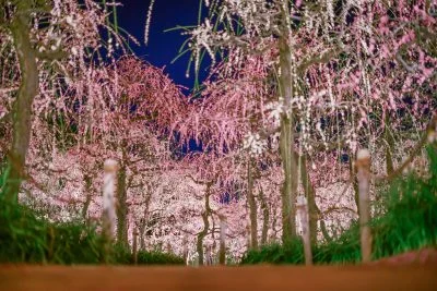 無料壁紙 夜空に舞うしだれ梅。PCとデスクトップ壁紙に最適な4K高画質の無料壁紙。三重県桑名市のなばなの里で撮影したフリー写真素材