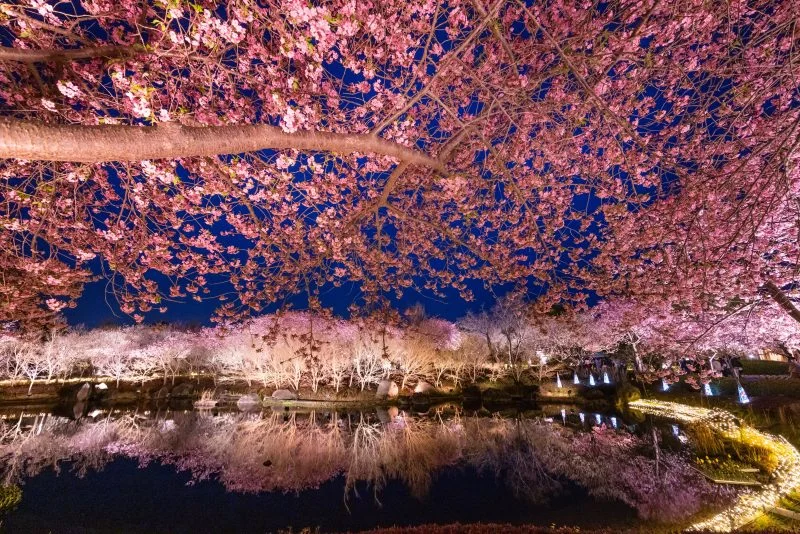 無料壁紙 河津桜のリフレクション。PCとデスクトップ壁紙に最適な4K高画質の無料壁紙。三重県桑名市のなばなの里で撮影したフリー写真素材