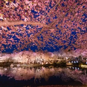 無料壁紙 河津桜のリフレクション。PCとデスクトップ壁紙に最適な4K高画質の無料壁紙。三重県桑名市のなばなの里で撮影したフリー写真素材