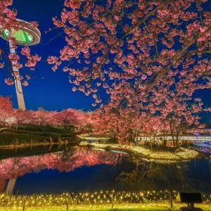 無料壁紙 河津桜とアイランド富士と光の大河。PCとデスクトップ壁紙に最適な4K高画質の無料壁紙。三重県桑名市のなばなの里で撮影したフリー写真素材