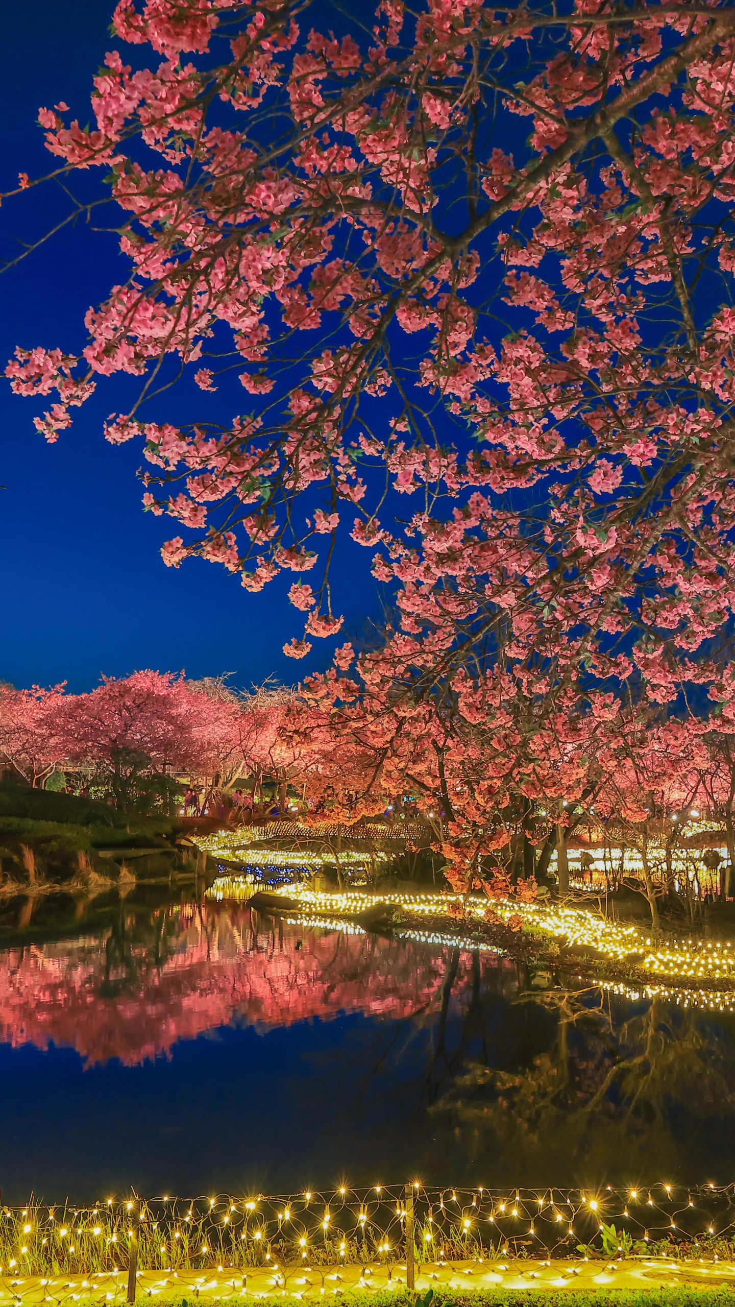河津桜とアイランド富士と光の大河(三重県桑名市・なばなの里)