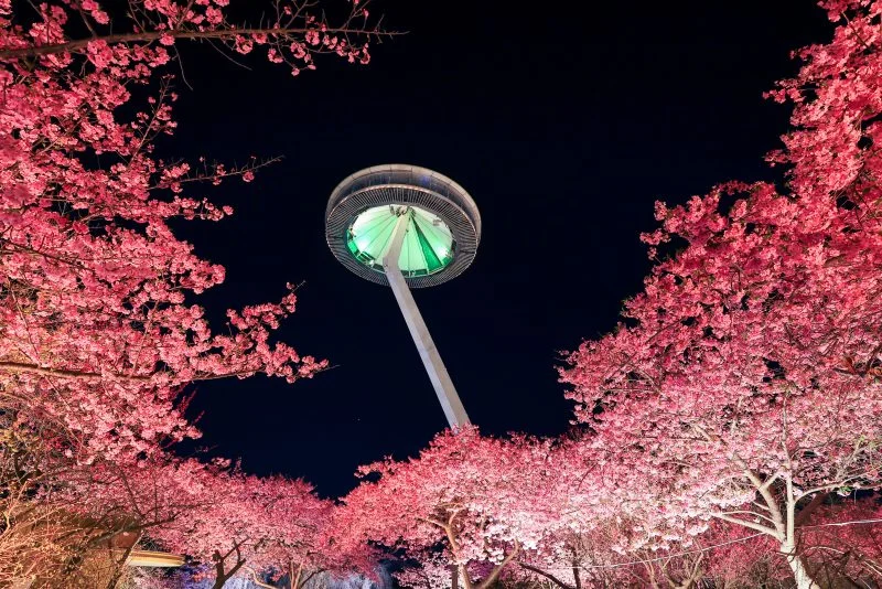 無料壁紙 夜桜とアイランド富士。PCとデスクトップ壁紙に最適な4K高画質の無料壁紙。三重県桑名市のなばなの里で撮影したフリー写真素材