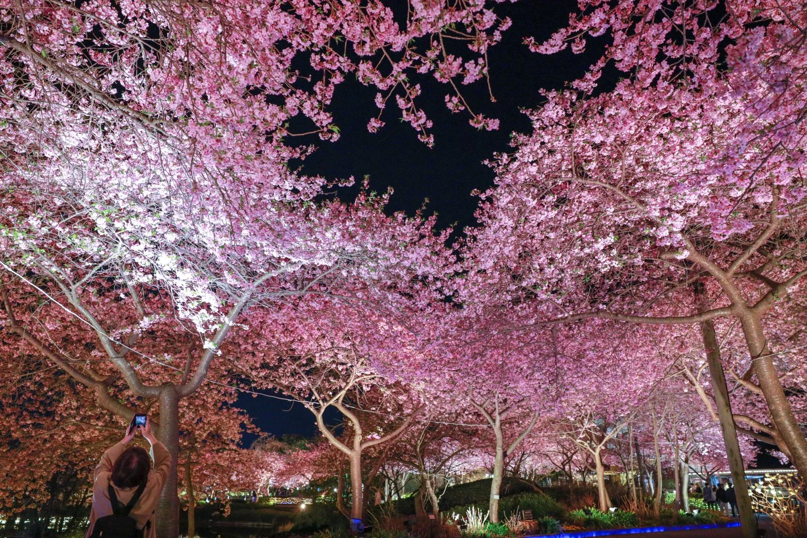 無料壁紙 ハートの桜を撮影する人。PCとデスクトップ壁紙に最適な4K高画質の無料壁紙。三重県桑名市のなばなの里で撮影したフリー写真素材