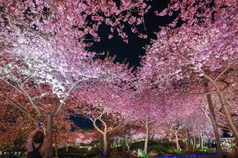 無料壁紙 ハートの桜を撮影する人。PCとデスクトップ壁紙に最適な4K高画質の無料壁紙。三重県桑名市のなばなの里で撮影したフリー写真素材