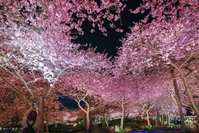 無料壁紙 ハートの桜を撮影する人。PCとデスクトップ壁紙に最適な4K高画質の無料壁紙。三重県桑名市のなばなの里で撮影したフリー写真素材