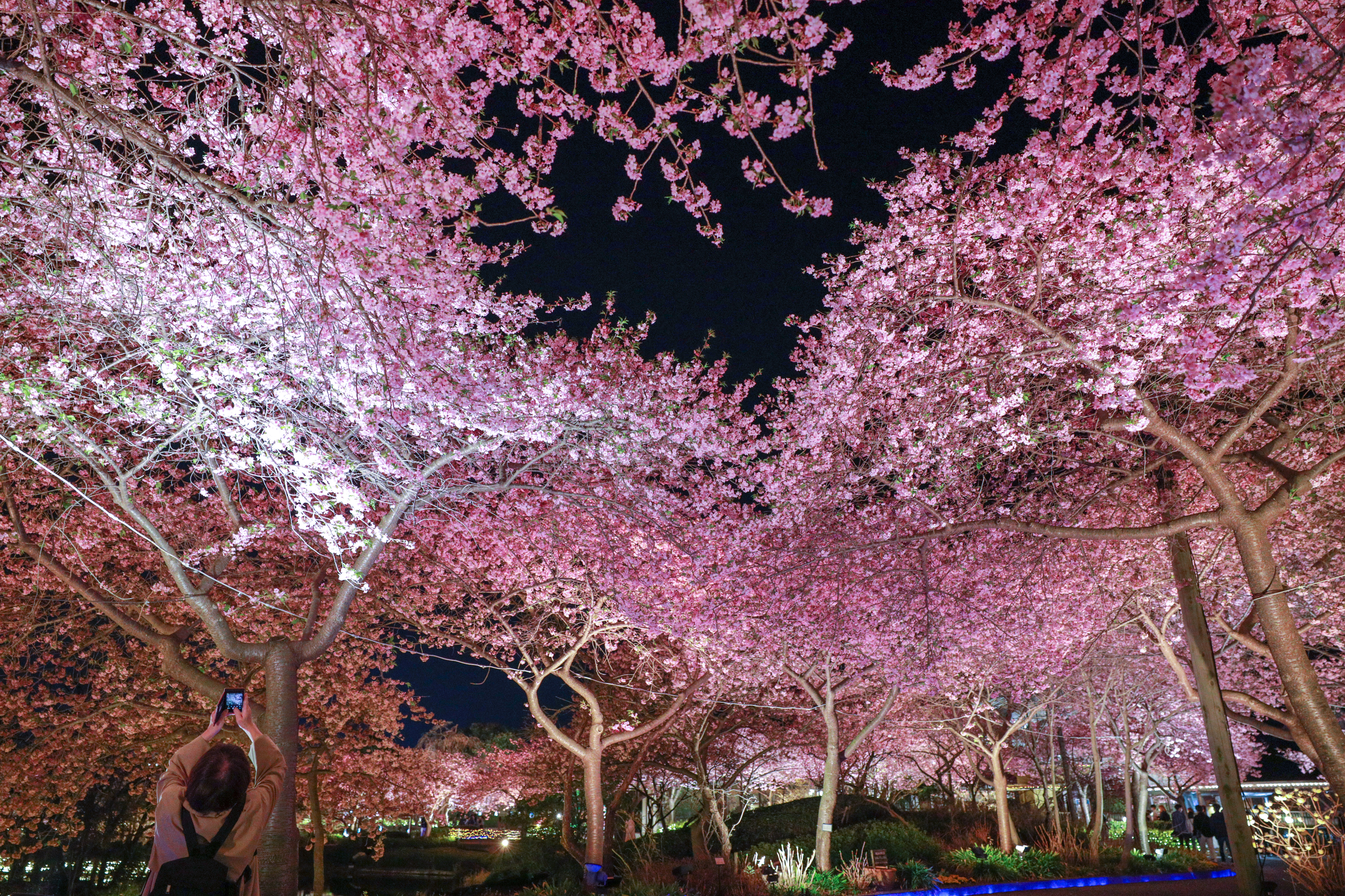 無料壁紙 ハートの桜を撮影する人。PCとデスクトップ壁紙に最適な4K高画質の無料壁紙。三重県桑名市のなばなの里で撮影したフリー写真素材