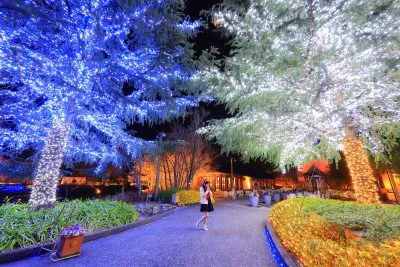 無料壁紙 日本一のクリスマスツリーに選ばれたツインツリー。PCとデスクトップ壁紙に最適な4K高画質の無料壁紙。三重県桑名市のなばなの里で撮影したフリー写真素材