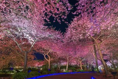 無料壁紙 ハートの桜。PCとデスクトップ壁紙に最適な4K高画質の無料壁紙。三重県桑名市のなばなの里で撮影したフリー写真素材