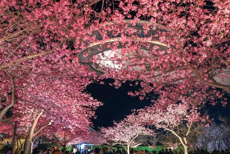 無料壁紙 ハートの桜とアイランド富士の絶景。PCとデスクトップ壁紙に最適な4K高画質の無料壁紙。三重県桑名市のなばなの里で撮影したフリー写真素材