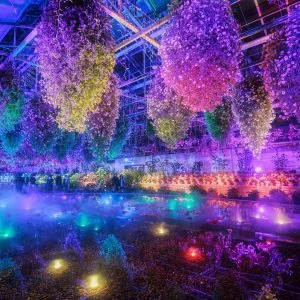 無料壁紙 紫にライトアップされる大温室。PCとデスクトップ壁紙に最適な4K高画質の無料壁紙。三重県桑名市のなばなの里で撮影したフリー写真素材