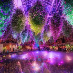 無料壁紙 青紫にライトアップされる大温室。PCとデスクトップ壁紙に最適な4K高画質の無料壁紙。三重県桑名市のなばなの里で撮影したフリー写真素材