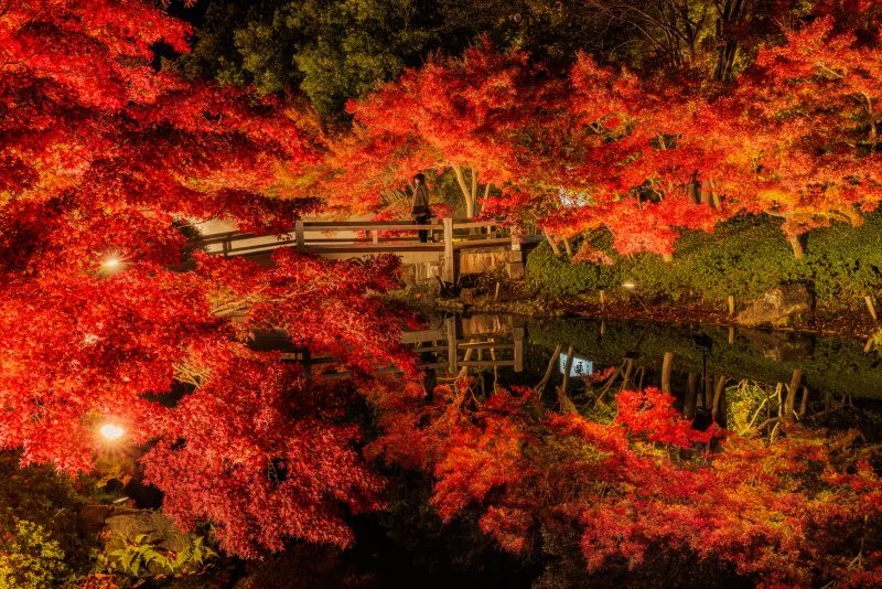 無料壁紙 鏡池の紅葉ライトアップ（2024年版）。PCとデスクトップ壁紙に最適な4K高画質の無料壁紙。三重県桑名市のなばなの里で撮影したフリー写真素材