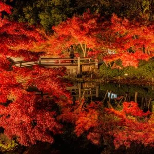 無料壁紙 鏡池の紅葉ライトアップ（2024年版）。PCとデスクトップ壁紙に最適な4K高画質の無料壁紙。三重県桑名市のなばなの里で撮影したフリー写真素材