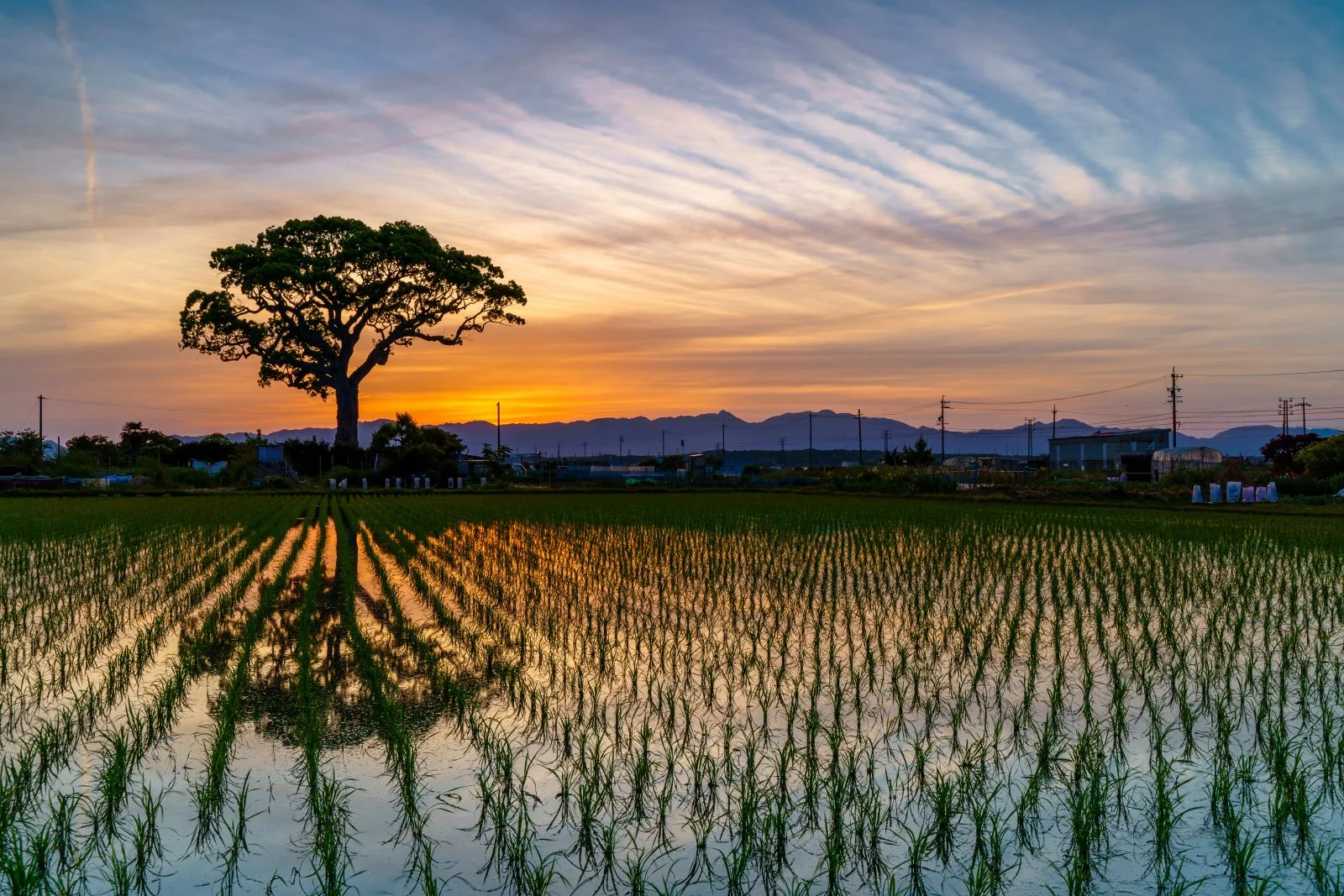 無料壁紙 青とオレンジの空。PCとデスクトップ壁紙に最適な4K高画質の無料壁紙。三重県鈴鹿市の長太の大楠で撮影したフリー写真素材