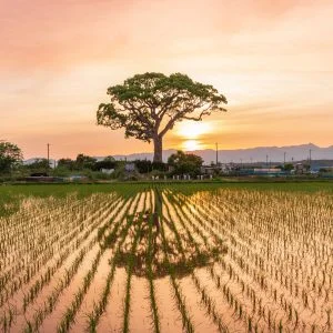 長太の大楠のフリー写真素材