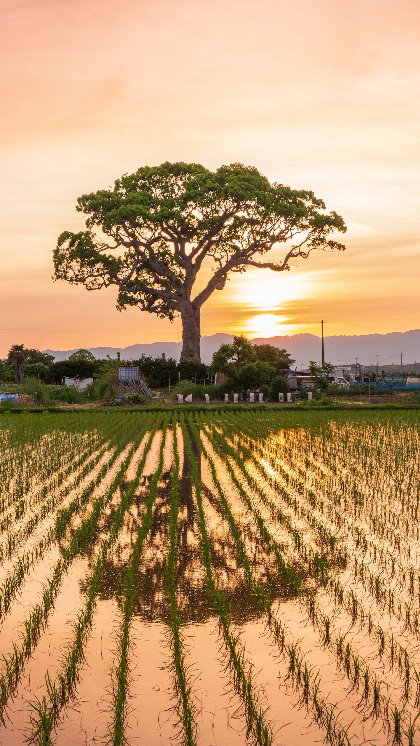 夕焼けグラデーション(三重県鈴鹿市・長太の大楠)