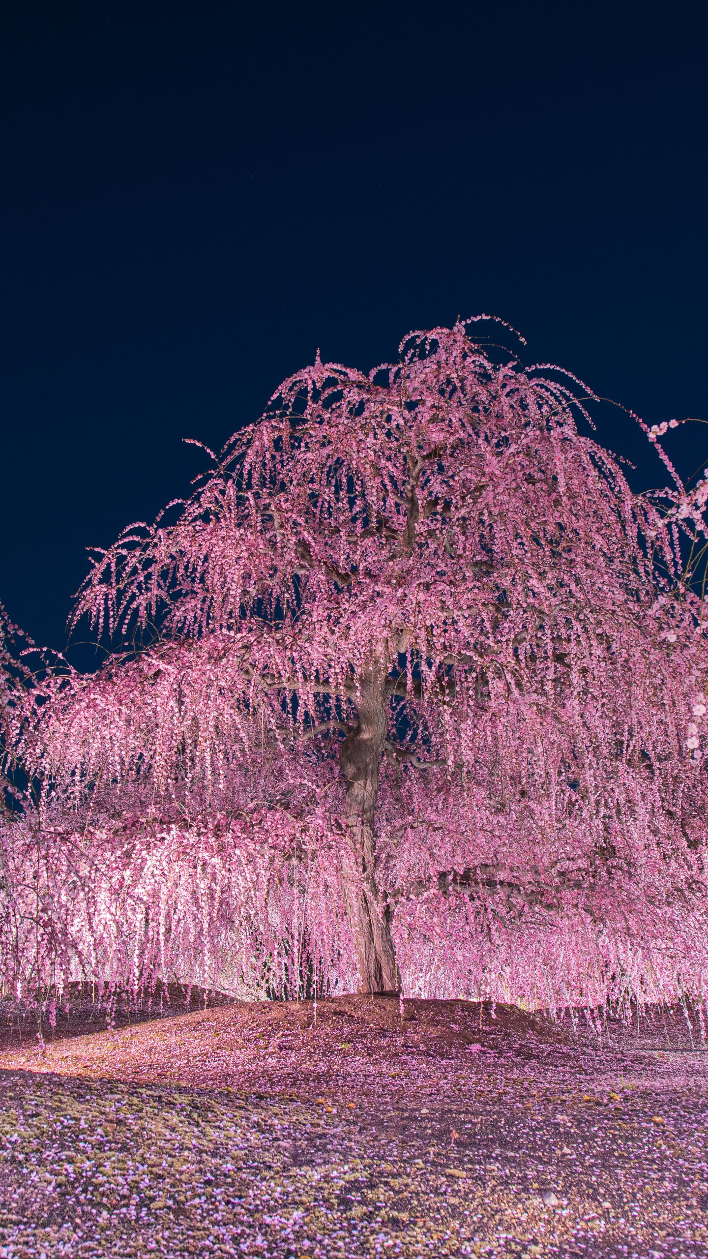 夜に舞う枝垂れ梅(三重県鈴鹿市・鈴鹿の森庭園)
