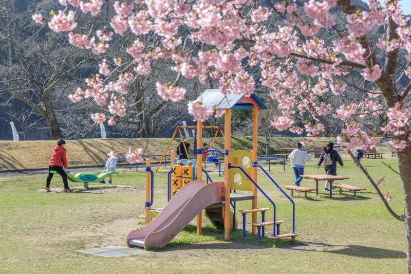 無料壁紙 河津桜と遊具。PCとデスクトップ壁紙に最適な4K高画質の無料壁紙。三重県度会町の宮リバー度会パークで撮影したフリー写真素材
