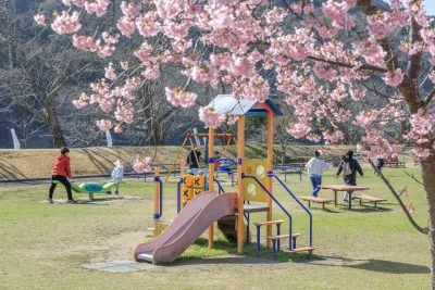 無料壁紙 河津桜と遊具。PCとデスクトップ壁紙に最適な4K高画質の無料壁紙。三重県度会町の宮リバー度会パークで撮影したフリー写真素材