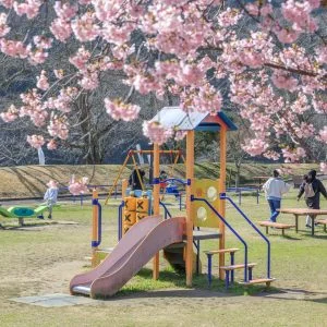 無料壁紙 河津桜と遊具。PCとデスクトップ壁紙に最適な4K高画質の無料壁紙。三重県度会町の宮リバー度会パークで撮影したフリー写真素材
