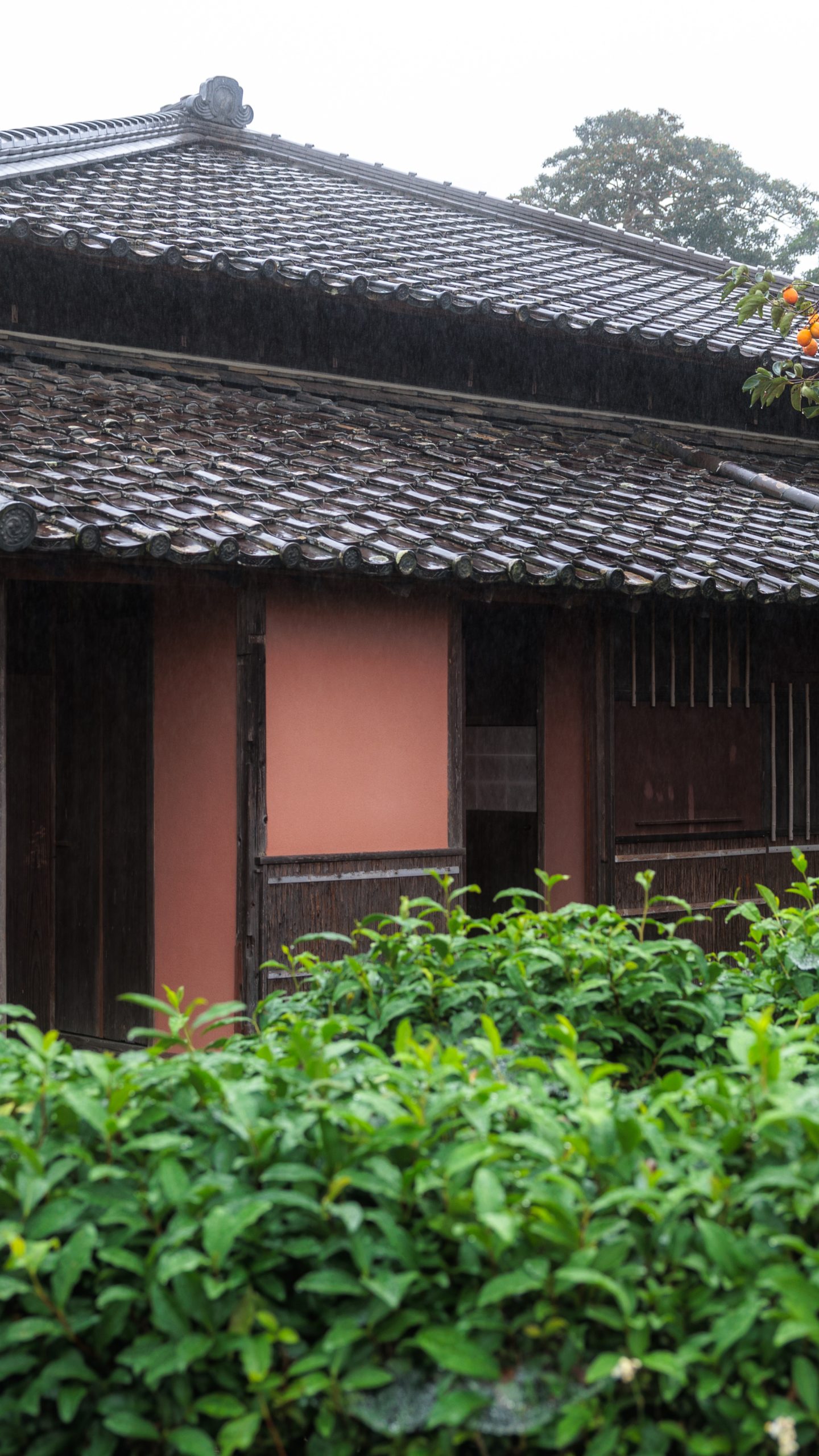 茶畑に包まれる家屋(三重県玉城町・玄甲舎)