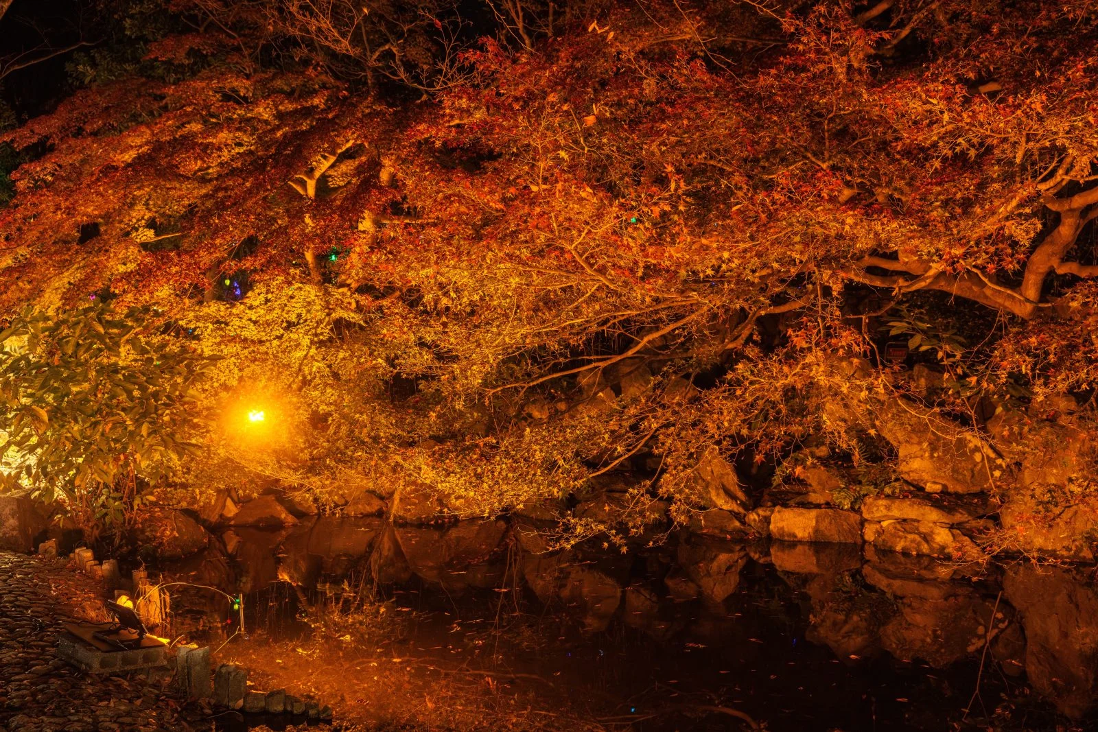 無料壁紙 日本庭園の紅葉ライトアップ。PCとデスクトップ壁紙に最適な4K高画質の無料壁紙。三重県津市のそうぶんの月灯りで撮影したフリー写真素材