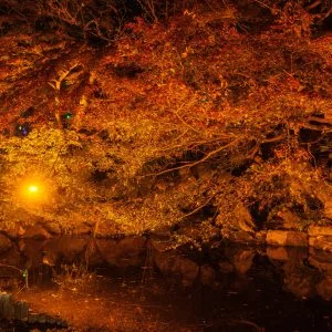 無料壁紙 日本庭園の紅葉ライトアップ。PCとデスクトップ壁紙に最適な4K高画質の無料壁紙。三重県津市のそうぶんの月灯りで撮影したフリー写真素材