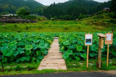 無料壁紙 蓮畑の入口と募金箱。PCとデスクトップ壁紙に最適な4K高画質の無料壁紙。三重県津市の津市白山町二俣の蓮で撮影したフリー写真素材