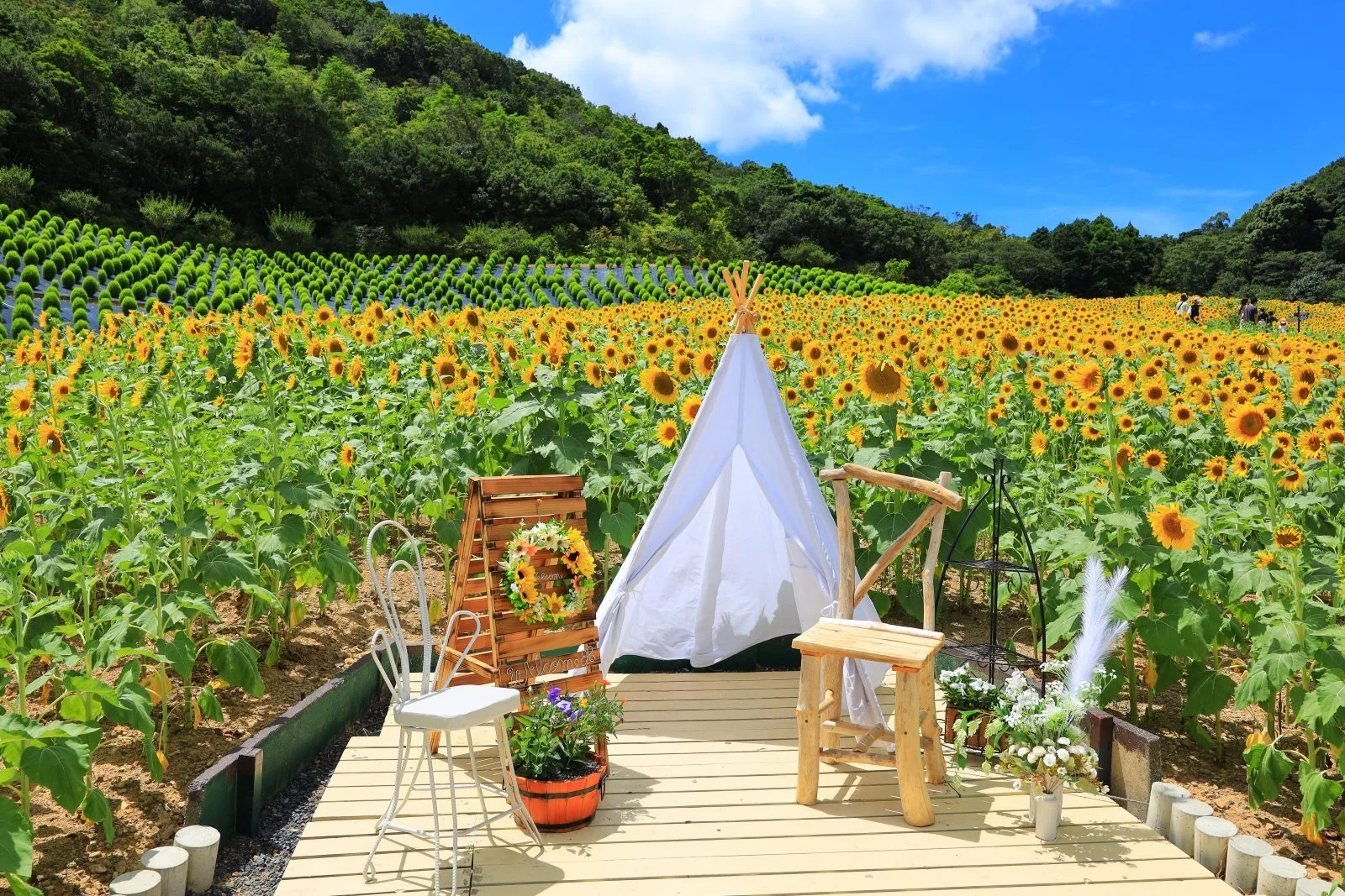 無料壁紙 2023年夏の新設フォトスポット。PCとデスクトップ壁紙に最適な4K高画質の無料壁紙。三重県志摩市の志摩市観光農園で撮影したフリー写真素材