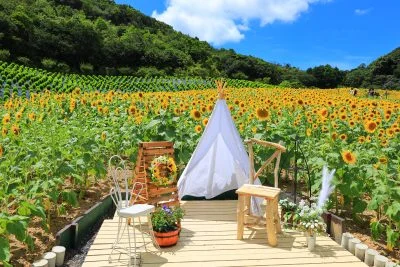 無料壁紙 2023年夏の新設フォトスポット。PCとデスクトップ壁紙に最適な4K高画質の無料壁紙。三重県志摩市の志摩市観光農園で撮影したフリー写真素材