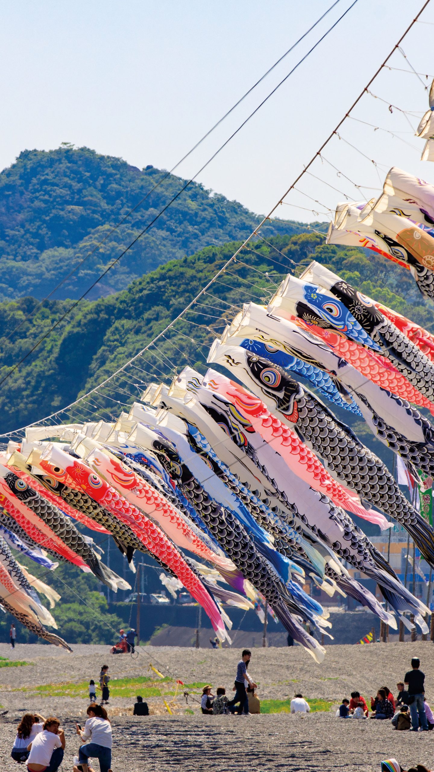 約250匹の鯉のぼり(三重県熊野市・七里御浜)
