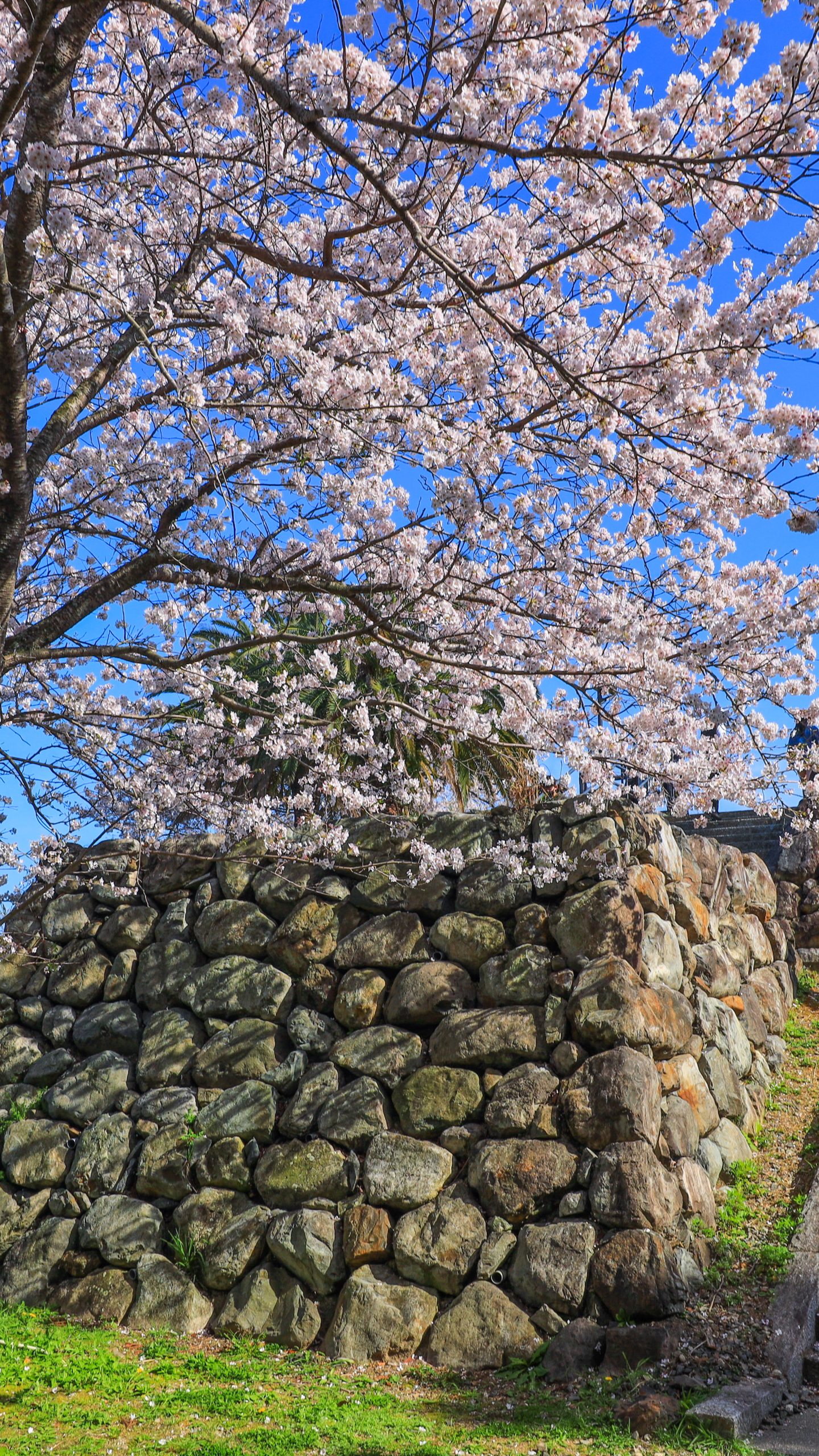 桜と石垣(三重県鳥羽市・城山公園(鳥羽城跡))