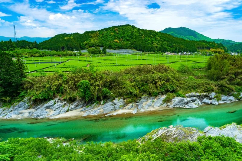 無料壁紙 ツヤツヤの櫛田川と新緑の茶畑。PCとデスクトップ壁紙に最適な4K高画質の無料壁紙。三重県松阪市の粥見の茶畑で撮影したフリー写真素材