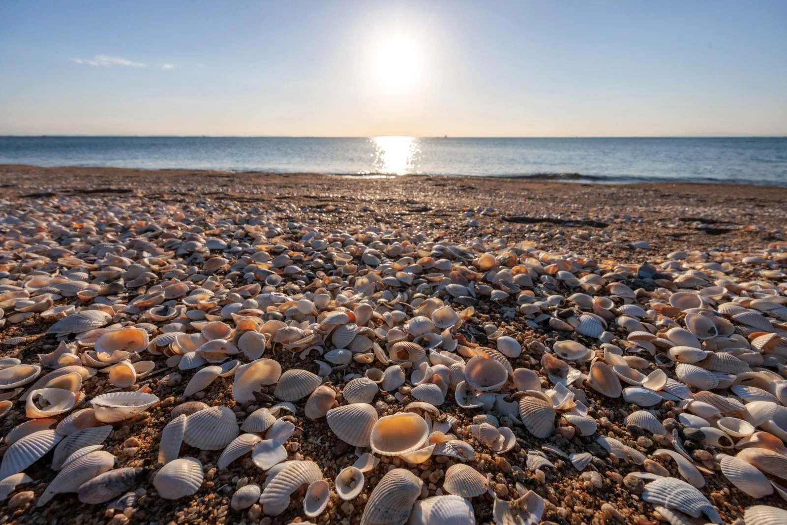 無料壁紙 白い貝殻がたくさん落ちている砂浜。PCとデスクトップ壁紙に最適な4K高画質の無料壁紙。三重県鈴鹿市の千代崎海岸で撮影したフリー写真素材