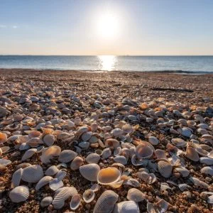 無料壁紙 白い貝殻がたくさん落ちている砂浜。PCとデスクトップ壁紙に最適な4K高画質の無料壁紙。三重県鈴鹿市の千代崎海岸で撮影したフリー写真素材