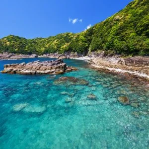 盛松のフリー写真素材