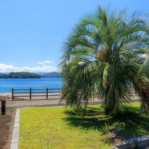 無料壁紙 駐車場にあるヤシの木。PCとデスクトップ壁紙に最適な4K高画質の無料壁紙。三重県紀北町の黒浜海水浴場で撮影したフリー写真素材