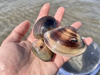 無料壁紙 2024年に採れたハマグリ。PCとデスクトップ壁紙に最適な4K高画質の無料壁紙。三重県津市の御殿場海岸で撮影したフリー写真素材