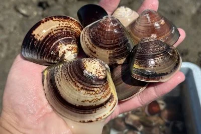 無料壁紙 2025年の潮干狩りでとれたハマグリ。PCとデスクトップ壁紙に最適な4K高画質の無料壁紙。三重県津市の御殿場海岸で撮影したフリー写真素材